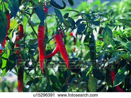 Stock Image - fruit, outdoor, plant, chili, vegetable, red. Fotosearch