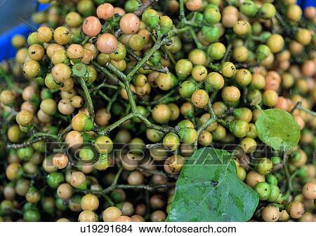 Picture - fruit, plant, vegetable, outdoor, leaf. Fotosearch