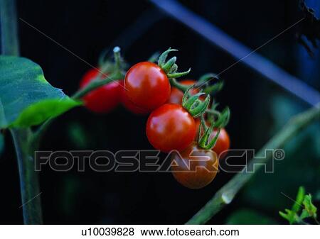 Stock Photo - fruit, vegetable, outdoor, plant, tomato, red. Fotosearch
