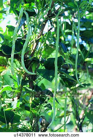 Stock Image - fruit, vegetable, plant, pea, outdoor. Fotosearch