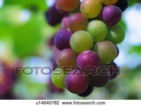 Stock Image - grapes, outdoor, fruit, plant, vegetable, purple. Fotosearch