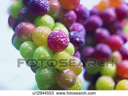 Stock Image - grapes, vegetable, outdoor, fruit, plant, purple. Fotosearch