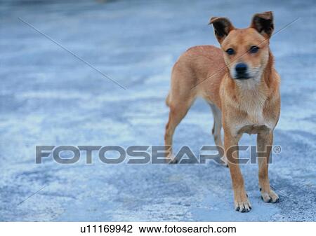 ground, village, farm, outdoor, animal, dog View Large Photo Image Stock Image - ground, village, farm, outdoor, animal, dog. Fotosearch