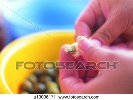 hand, outdoor, fingers, plant, betel nut, tub View Large Photo Image Stock Image - hand, outdoor, fingers, plant, betel nut, tub. Fotosearch