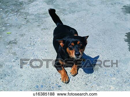 Stock Photo - loyalty, village, ground, dog, farm, animal. Fotosearch