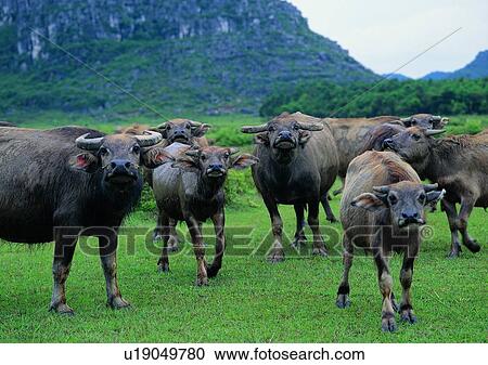 Stock Image - mountain, outdoor, grass, village, sky, domestic cattle. Fotosearch