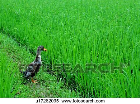 outdoor, animal, ducks, rice paddy, paddy rice, grass View Large Photo Image Stock Photography - outdoor, animal, ducks, rice paddy, paddy rice, grass. Fotosearch