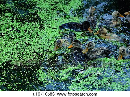 Stock Image - outdoor, animal, ducks, river, duckweed, village. Fotosearch