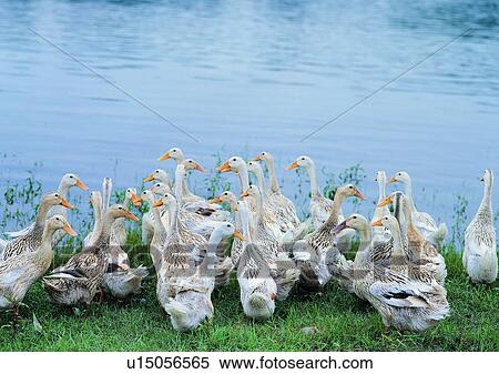 Stock Photography - outdoor, animal, ducks, river, riverside, grass. Fotosearch