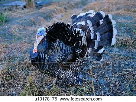 Stock Photography - outdoor, animal, pheasant, grass, village, farm. Fotosearch
