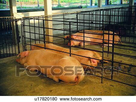 Stock Image - outdoor, animal, pig, pig farm, railings, village. Fotosearch