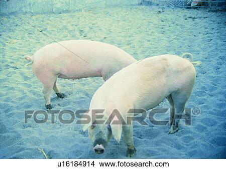 Picture - outdoor, animal, pig, sandlot, village, farm. Fotosearch