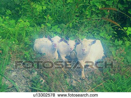 outdoor, animal, sheep, grass, village, farm View Large Photo Image Stock Photo - outdoor, animal, sheep, grass, village, farm. Fotosearch