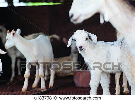 Stock Image - outdoor, animal, sheep, sheep house, village, farm. Fotosearch