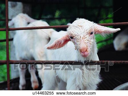 outdoor, animal, sheep, sheep house, railings, village View Large Photo Image Stock Photography - outdoor, animal, sheep, sheep house, railings, village. Fotosearch