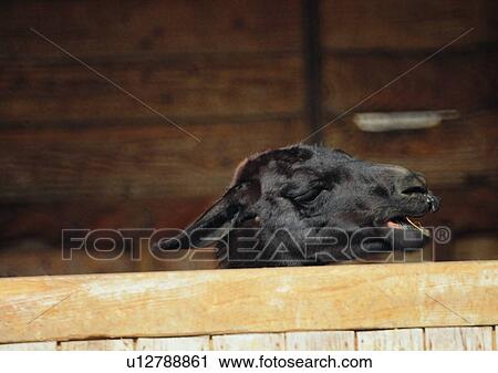 Stock Image - outdoor, animal, sheep, wood, wall, sheep house. Fotosearch