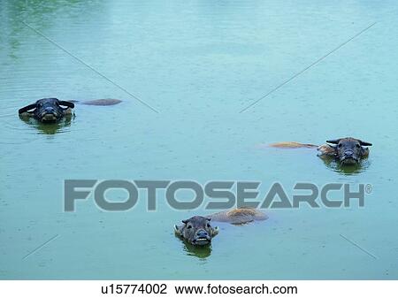 Stock Image - outdoor, domestic cattle, lake, rain drop, village, farm. Fotosearch