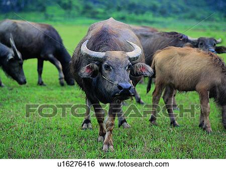 outdoor, grass, farm, domestic cattle, village View Large Photo Image Stock Photograph - outdoor, grass, farm, domestic cattle, village. Fotosearch