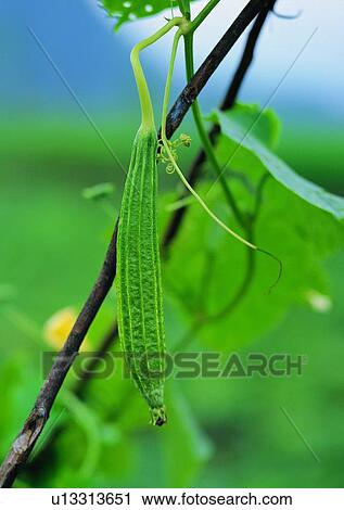 Stock Image - outdoor, plant, loofah, fruit, vegetable. Fotosearch
