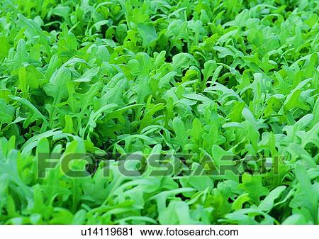 Stock Image - outdoor, plant, vegetable. Fotosearch