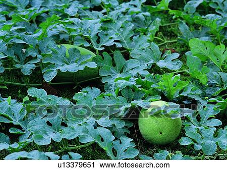 Stock Image - outdoor, plant, water melon, fruit, vegetable. Fotosearch