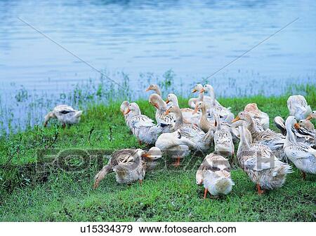 Stock Photo - outdoor, river, grass, grass, riverside, animal, village. Fotosearch