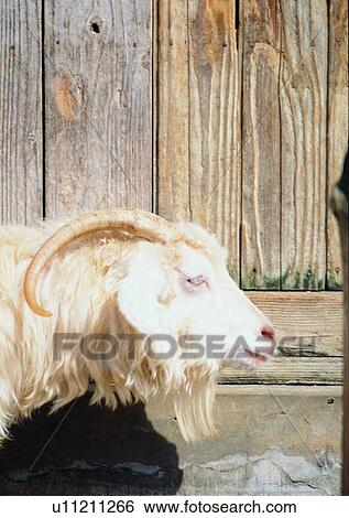 Stock Photograph - outdoor, sheep, animal, village, wall, wood. Fotosearch