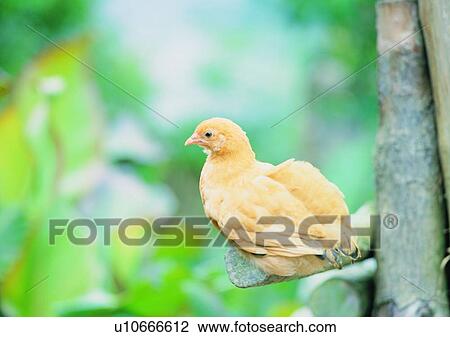 outdoor, tree, farm, village, animal, chicken View Large Photo Image Stock Image - outdoor, tree, farm, village, animal, chicken. Fotosearch