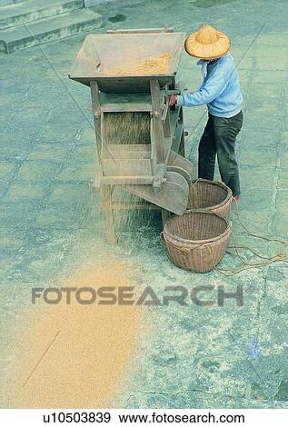 Stock Photo - outdoor, unhusked rice, machine, farmer, hat, courtyard. Fotosearch