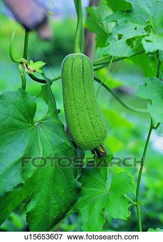 Stock Photo - outdoor, vegetable, loofah, fruit, plant. Fotosearch