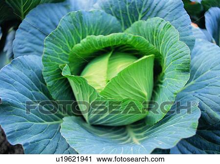 outdoor, vegetable, plant, lettuce View Large Photo Image Stock Image - outdoor, vegetable, plant, lettuce. Fotosearch