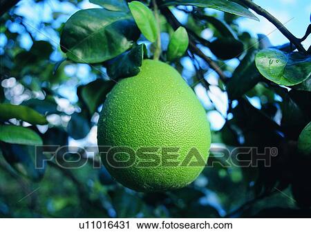Stock Image - outdoor, vegetable, plant, pomelo, fruit. Fotosearch