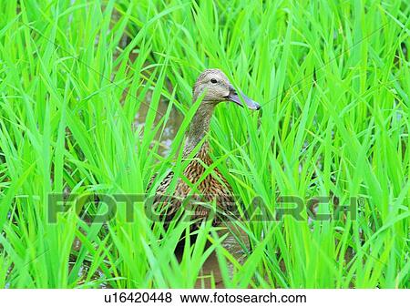 paddy rice, rice paddy, animal, outdoor, village, ducks View Large Photo Image Stock Photo - paddy rice, rice paddy, animal, outdoor, village, ducks. Fotosearch