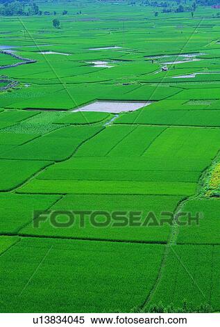 plant, outdoor, countryside, village, farm, field View Large Photo Image Stock Photography - plant, outdoor, countryside, village, farm, field. Fotosearch