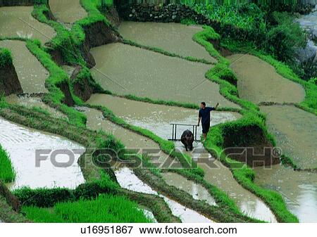 plant, outdoor, field, countryside, farmer, cow View Large Photo Image Stock Photo - plant, outdoor, field, countryside, farmer, cow. Fotosearch