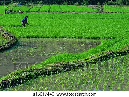 Stock Photograph - plant, outdoor, field, countryside, paddy rice, farmer. Fotosearch