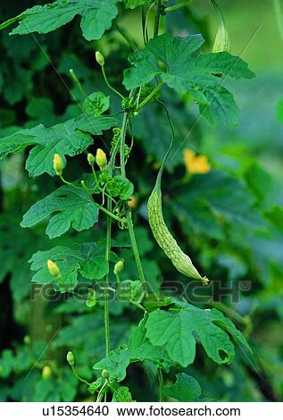 Stock Image - plant, outdoor, vegetable, balsam pear, fruit. Fotosearch