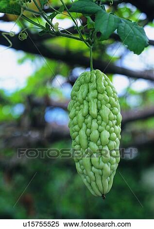 Stock Photography - plant, outdoor, vegetable, balsam pear, fruit. Fotosearch