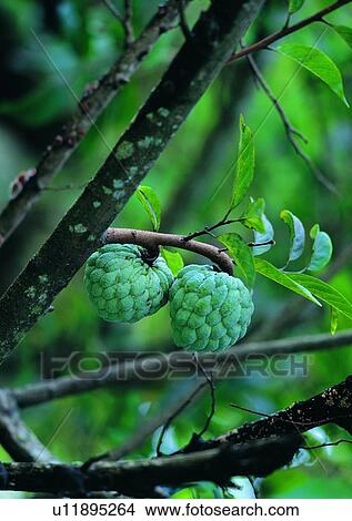 Picture - plant, outdoor, vegetable, fruit. Fotosearch