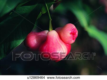 plant, outdoor, vegetable, fruit, red View Large Photo Image Picture - plant, outdoor, vegetable, fruit, red. Fotosearch