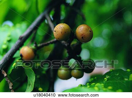 Stock Image - plant, outdoor, vegetable, fruit. Fotosearch
