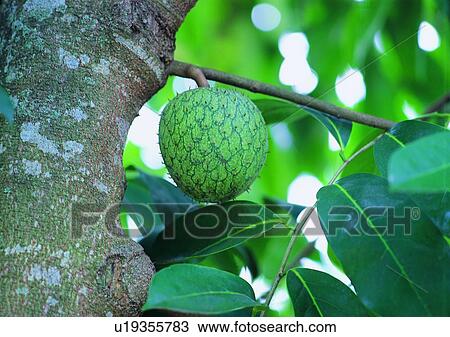 Stock Image - plant, outdoor, vegetable, fruit, tree. Fotosearch