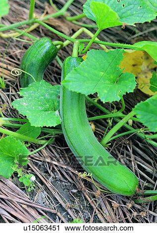 plant, outdoor, vegetable, loofah, fruit View Large Photo Image Stock Image - plant, outdoor, vegetable, loofah, fruit. Fotosearch
