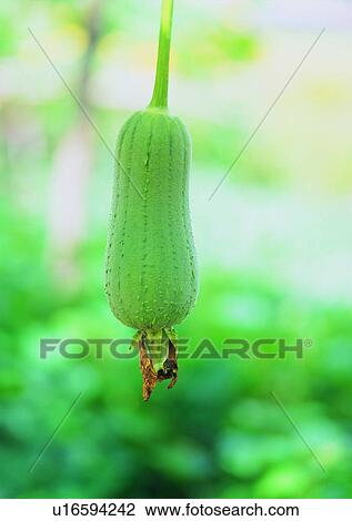Stock Image - plant, outdoor, vegetable, loofah, fruit. Fotosearch