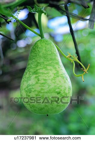 plant, outdoor, vegetable, melon, fruit View Large Photo Image Stock Image - plant, outdoor, vegetable, melon, fruit. Fotosearch