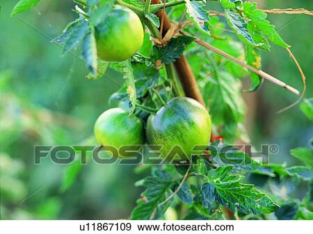 Stock Photo - plant, outdoor, vegetable, melon, fruit. Fotosearch