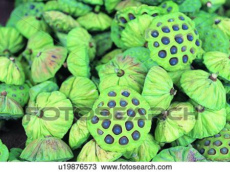 Stock Image - plant, outdoor, vegetable, seed, lotus. Fotosearch