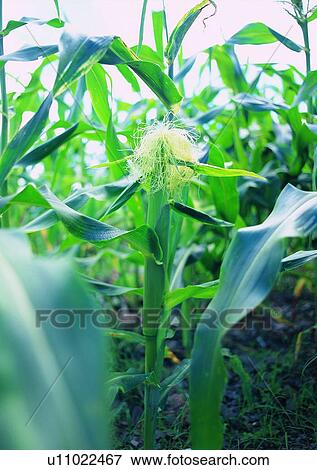 Stock Photo - plant, outdoor, vegetable. Fotosearch