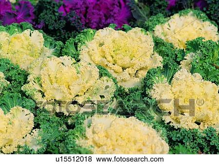 Stock Photo - plant, outdoor, vegetable. Fotosearch