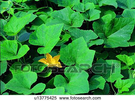 Stock Photography - plant, outdoor, vegetable. Fotosearch